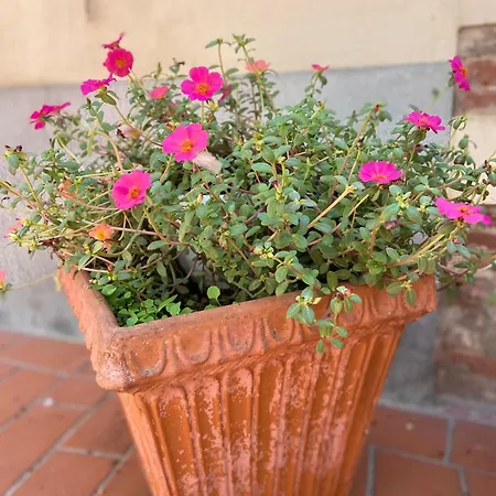 Ada Guest house Monsummano Terme